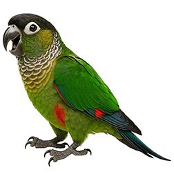 Black-capped Conure